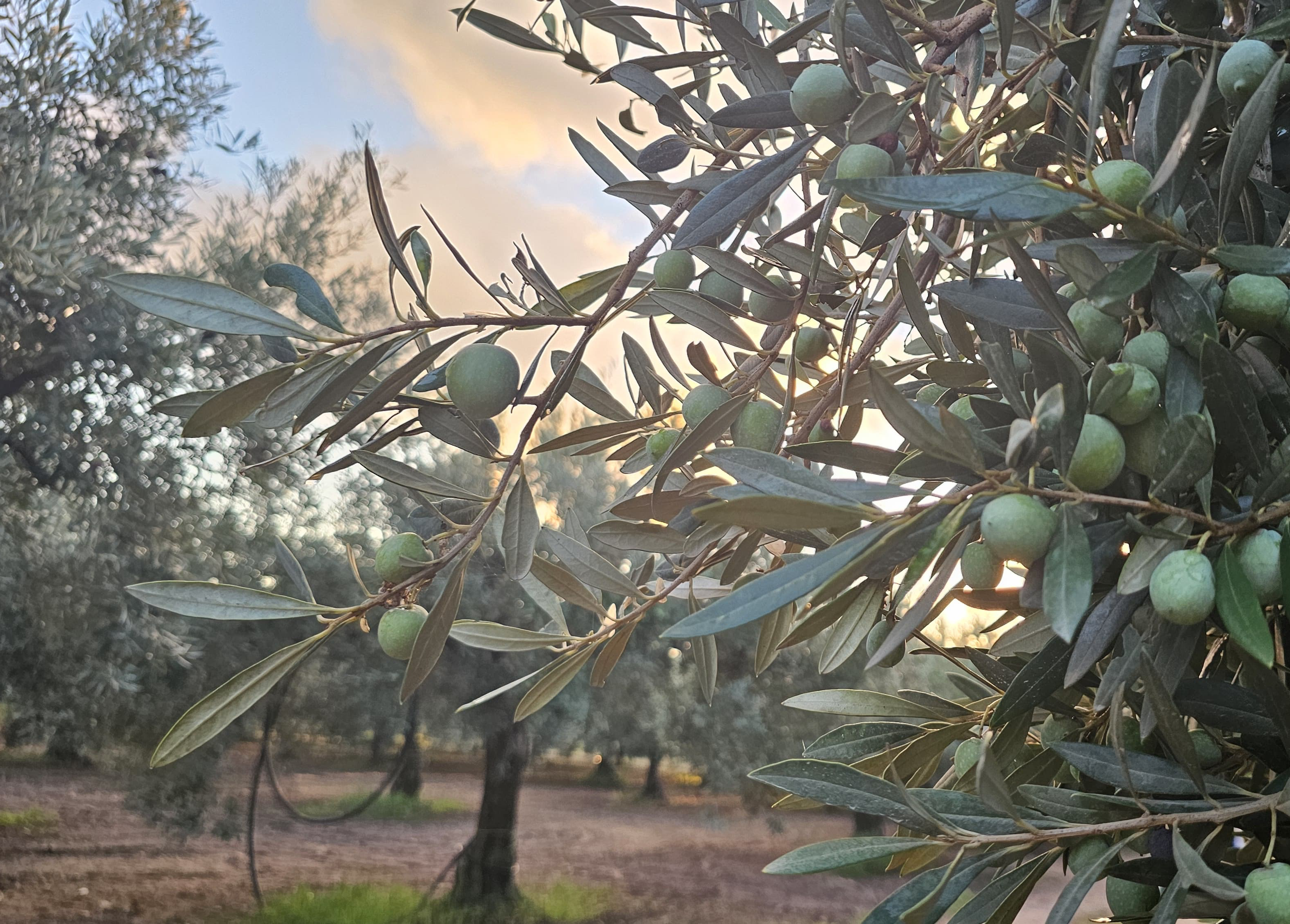 DOP Nocellara del Belice